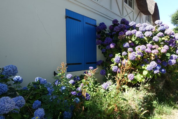 布列塔尼Finistère法国，茅草屋顶上的绣球花图片下载