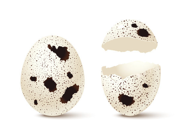 完整和破碎的鹌鹑蛋设置，3d现实破碎蛋壳碎片的鸟蛋图片下载
