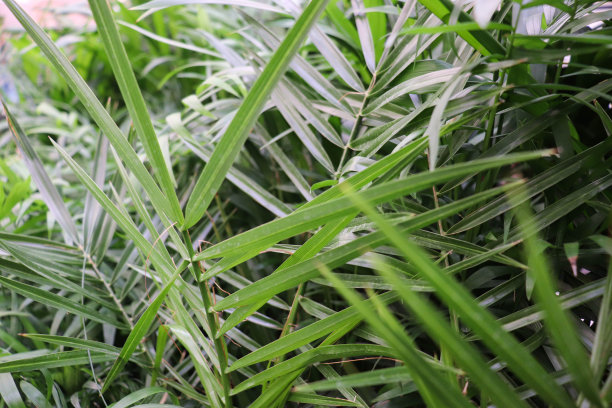 花盆里的绿色家庭植物图片下载