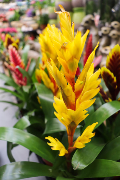 花盆里的绿色家庭植物图片下载