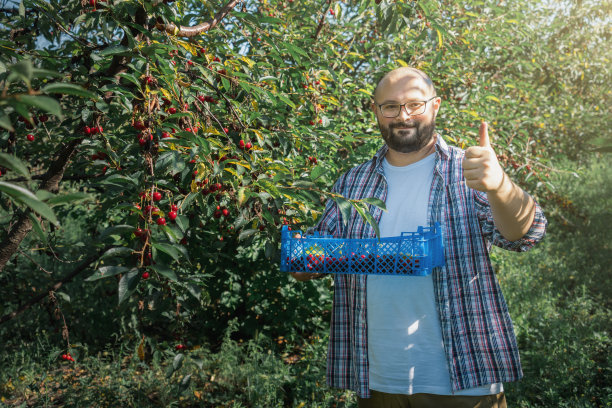 农民在果树果园花园里采摘红色多汁的樱桃。农业粮食丰收图片下载