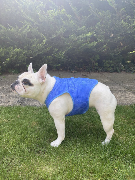 法国斗牛犬在大热天穿着凉爽的夹克图片下载