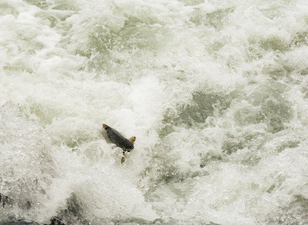 大马哈鱼的产卵地图片下载