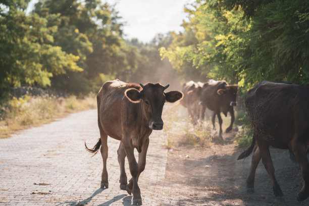 在村庄的街道上吃完草后，从私人农场回来的牛。图片下载