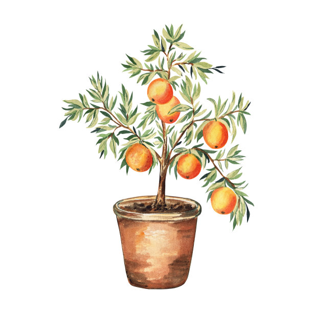 橙树在花盆水彩画插图图片下载