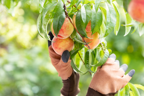 桃子收获。高级妇女采摘成熟的有机桃子在夏季果园。农民检查水果图片下载