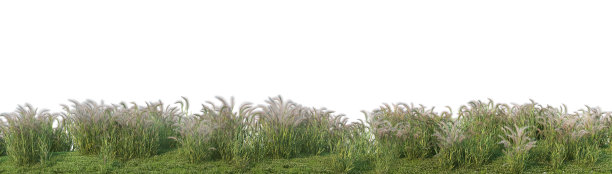 白色背景上的草地。图片下载