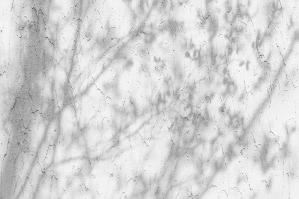 白色墙壁上树叶的影子图片下载