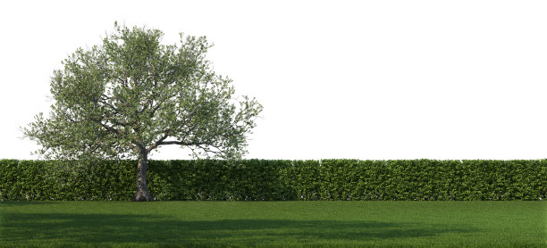 白色背景上的草坪和树木。图片下载