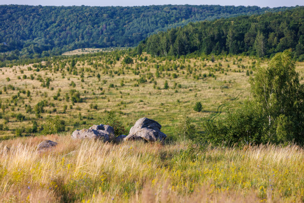 山坡上的石英岩砂岩听到了桦树的声音，周围是高大的干草，远处的绿色森林在模糊的背景图片下载