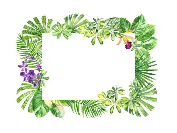 水彩花卉矩形框异国的花和叶子。热带背景横幅，明信片，婚礼文具，问候，背景，纺织品，DIY，包装纸图片下载