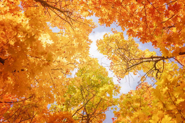 秋高气扬，枫叶映衬着蓝天图片下载