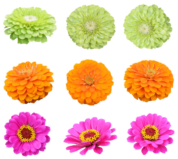 zinnia布鲁姆头图片下载