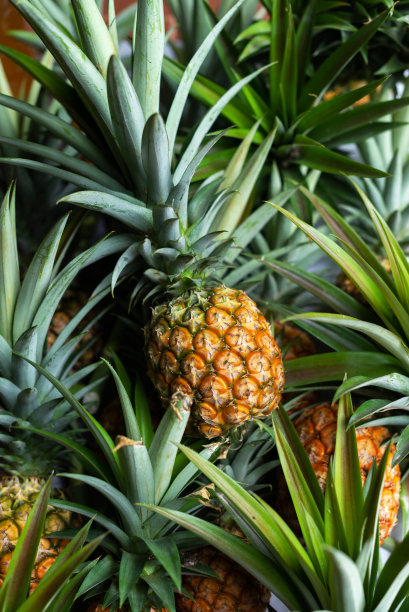 原料新鲜的菠萝图片下载