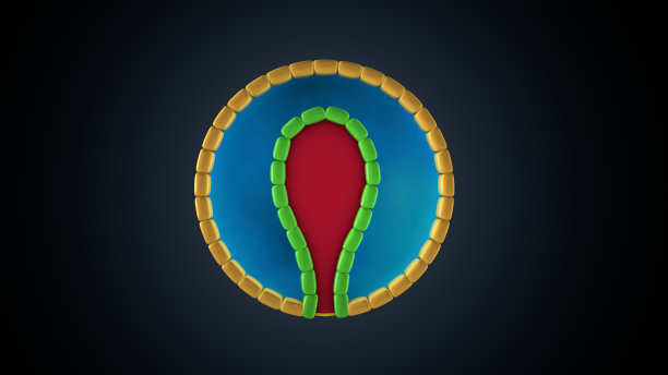 人类胚胎发育细胞的3d插图。图片下载