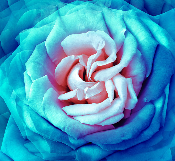 蓝色的玫瑰花。花的背景。特写镜头。大自然。图片下载