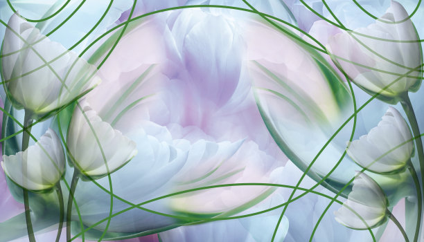 白色的郁金香花和花瓣。花的背景。问候春天卡。文本。特写镜头。自然. .图片下载