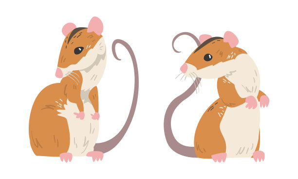 田鼠是一种长尾的小型啮齿动物图片下载