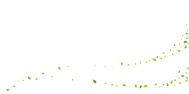 叶绿叶落飞叶茶薄荷图片下载