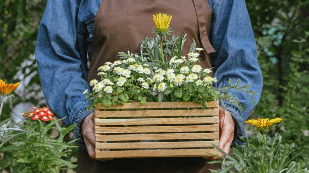 在花园里种花。园艺和花卉栽培。园丁女人种植美丽的花园花朵。准备要栽进花盆的植物，在室外用手放土。花图片下载