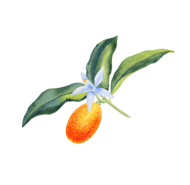 金桔在树枝水彩插图。一种柑桔类水果，小枝上有叶和花。热带树木的一部分植物学图像。剪纸艺术设计图片下载