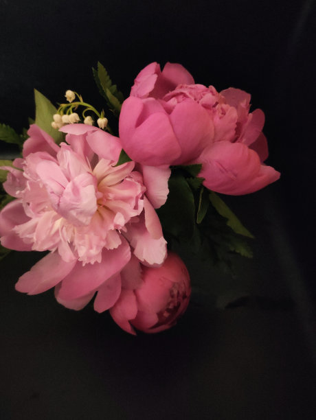 粉色的牡丹图片下载