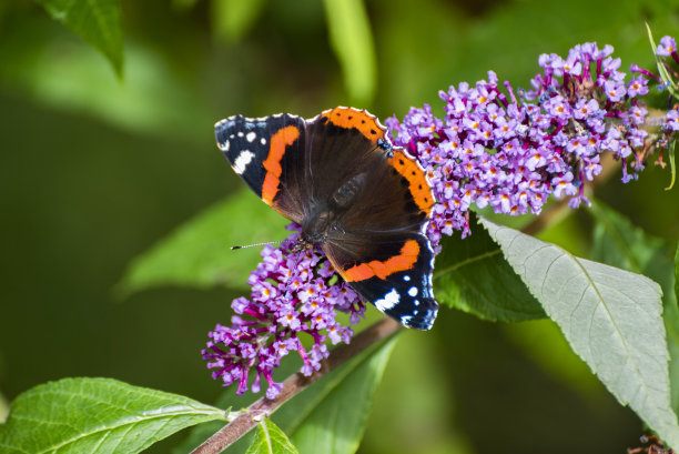 红色海军上将蝴蝶从淡紫色佛德利亚花采摘花蜜-图片集图片下载