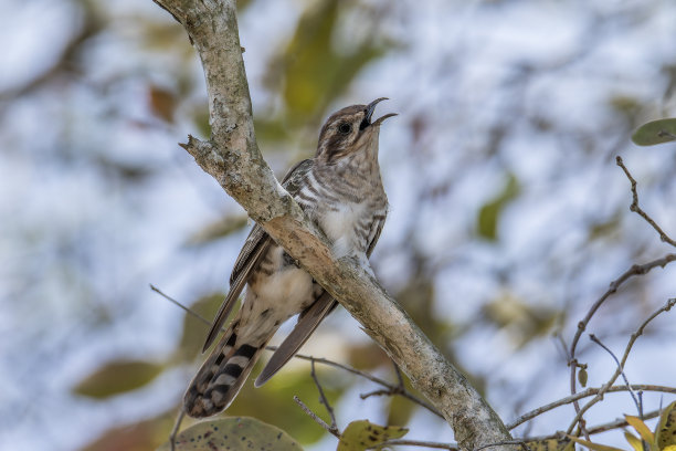 高田的青铜杜鹃在树枝上摆姿势图片下载