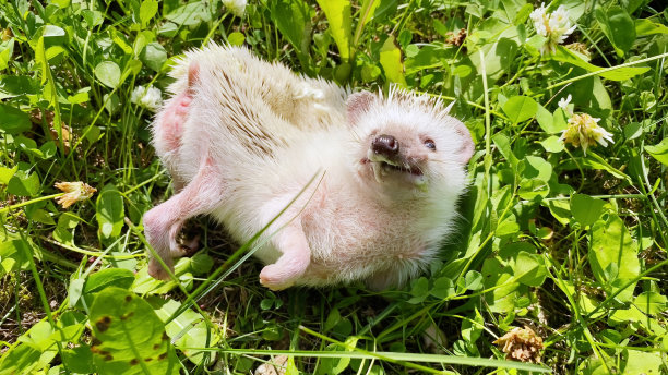夏天，小刺猬在绿色的草地上洗澡。刺猬宠物记得自己舔自己的味道图片下载
