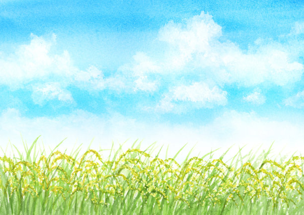 夏天稻田的水彩插图图片下载