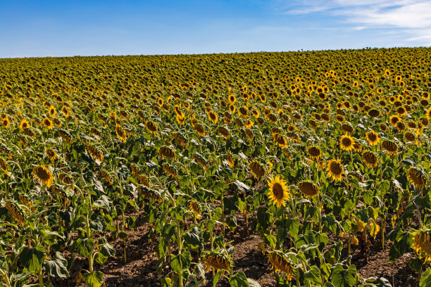 农业向日葵领域图片下载