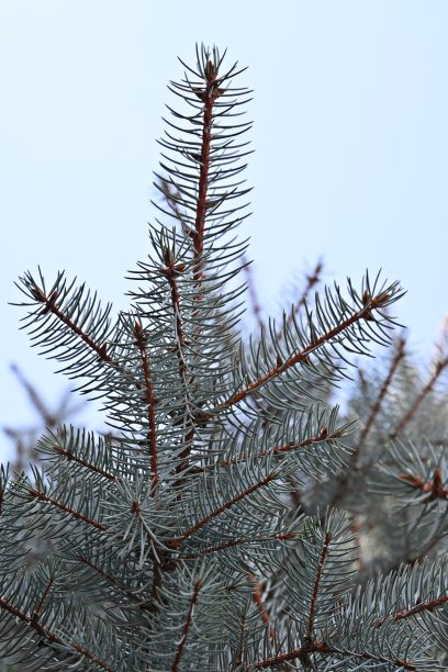 蓝色云杉的树枝映衬着蓝色的天空图片下载