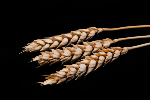 黑色背景上的成熟小麦穗图片下载