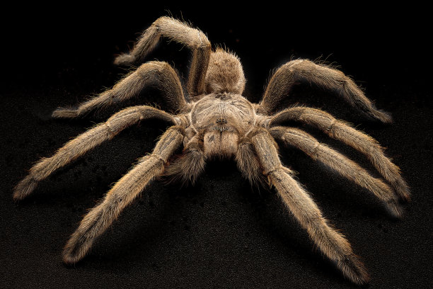 澳大利亚的蜘蛛图片下载