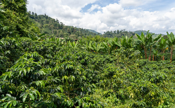 从上面俯瞰咖啡种植园图片下载