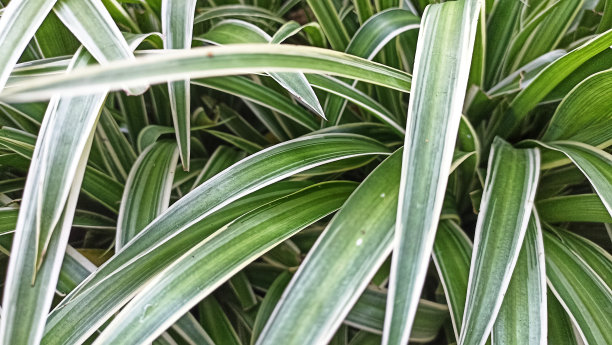 美丽的自然概念热带种植背景或墙纸。俯视图图片下载