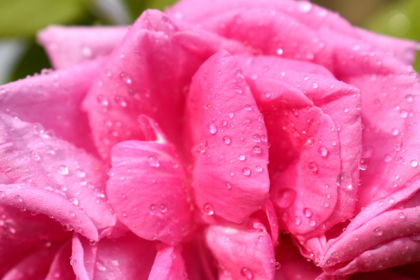 粉色玫瑰图片下载