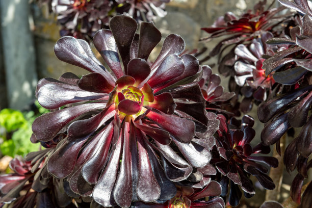 Aeonium Zwartkop植物图片下载
