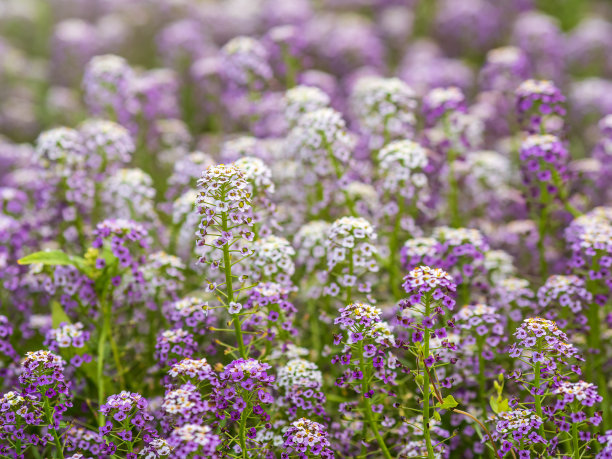菖蒲、菖蒲或菖蒲，花淡紫色和白色图片下载