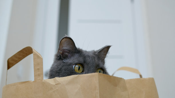 一只有趣的猫藏在一个纸袋里，用它黄色的大眼睛四处张望。这只猫的脸正从超市的纸袋里露出来。和人生活在一起的快乐宠物。图片下载