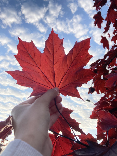 加拿大图片下载