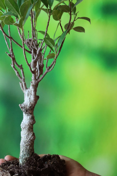 特写图像的人持有无花果盆景树(榕树)没有花盆，在堆肥和土壤的根，斑驳的绿色背景，重点在前景图片下载