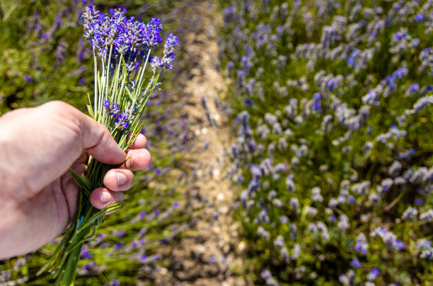 希钦薰衣草田在伦敦附近的伊克尔福德，花卉种植远景流行的照片在夏天在英国图片下载
