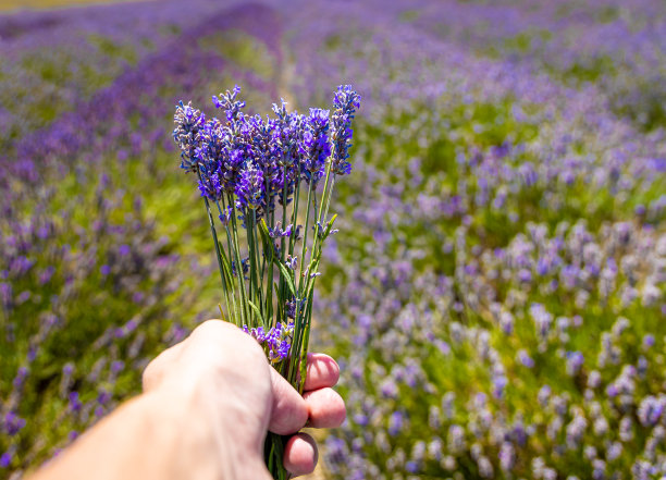 希钦薰衣草田在伦敦附近的伊克尔福德，花卉种植远景流行的照片在夏天在英国图片下载