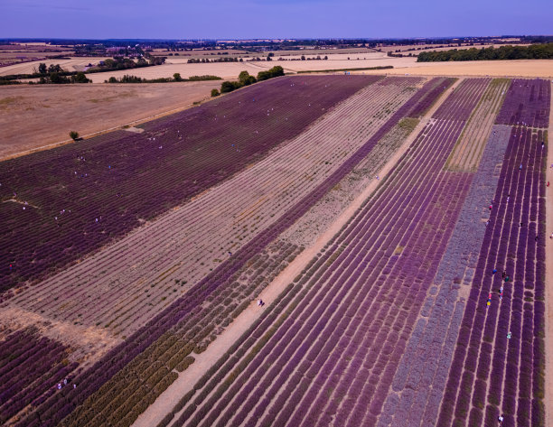 希钦薰衣草田在伦敦附近的伊克尔福德，花卉种植远景流行的照片在夏天在英国图片下载