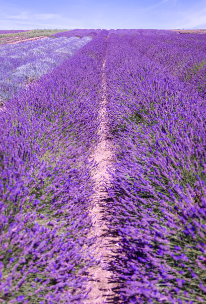 希钦薰衣草田在伦敦附近的伊克尔福德，花卉种植远景流行的照片在夏天在英国图片下载