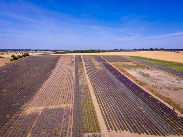 希钦薰衣草田在伦敦附近的伊克尔福德，花卉种植远景流行的照片在夏天在英国图片下载