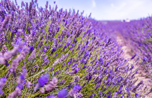 希钦薰衣草田在伦敦附近的伊克尔福德，花卉种植远景流行的照片在夏天在英国图片下载
