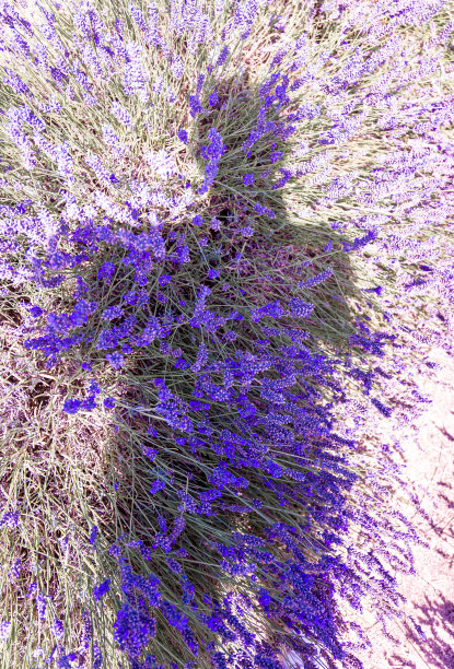 希钦薰衣草田在伦敦附近的伊克尔福德，花卉种植远景流行的照片在夏天在英国图片下载