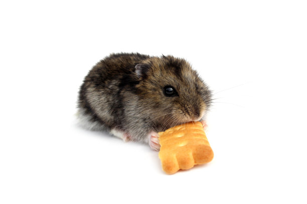 在白色的背景上有一只带着饼干的仓鼠。图片下载